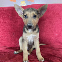 adopt-pet