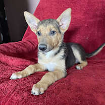 Thumbnail photo of Arlo #2