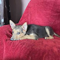 Thumbnail photo of Arlo #3