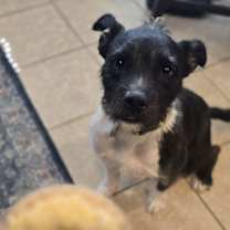 Thumbnail photo of Sirius Black (Cutter) #1