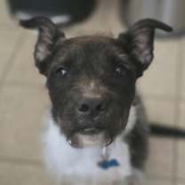 Thumbnail photo of Sirius Black (Cutter) #2