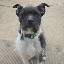 Thumbnail photo of Sirius Black (Cutter) #3