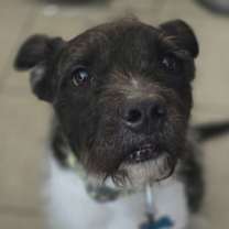 Thumbnail photo of Sirius Black (Cutter) #4