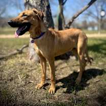 Thumbnail photo of Rooster #1