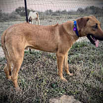 Thumbnail photo of Rooster #3