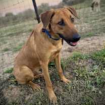 Thumbnail photo of Rooster #4