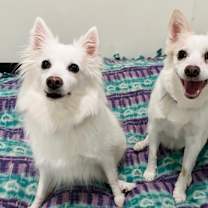 Thumbnail photo of Nala #2