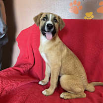 adopt-pet