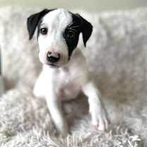 Thumbnail photo of Jack #2