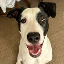 Thumbnail photo of Jack #3