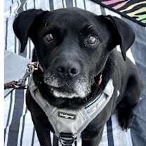 Thumbnail photo of Mitch #2