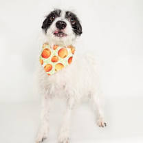 adopt-pet