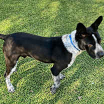 Thumbnail photo of Odie #2