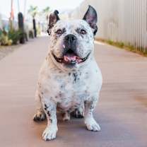 Thumbnail photo of Jefe #1