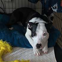 Thumbnail photo of Rocco #3