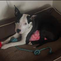 Thumbnail photo of Rocco #4