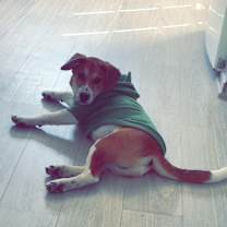 Thumbnail photo of Mars #4