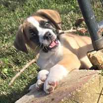 Thumbnail photo of Marmaduke #2