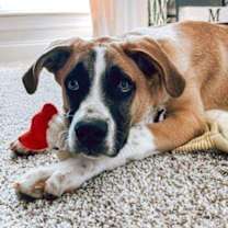 Thumbnail photo of Marmaduke #1