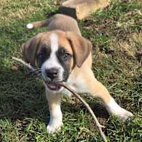 Thumbnail photo of Marmaduke #3