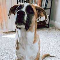 Thumbnail photo of Marmaduke #4