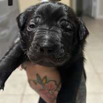 Thumbnail photo of Neo #2