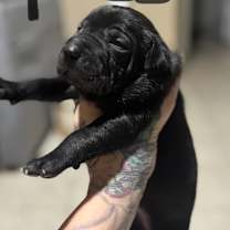 Thumbnail photo of Neo #3