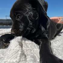 Thumbnail photo of Neo #4