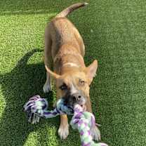 Thumbnail photo of Rocket #4