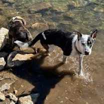 Thumbnail photo of Woody #2