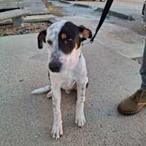 Thumbnail photo of Woody #3