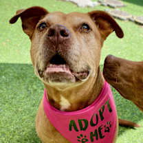 Thumbnail photo of Brownie #1