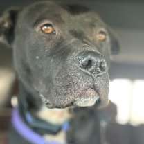 Thumbnail photo of VT Travis #4