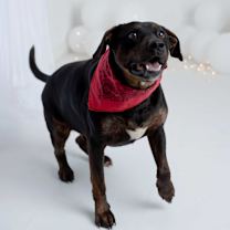 Thumbnail photo of Benny #3