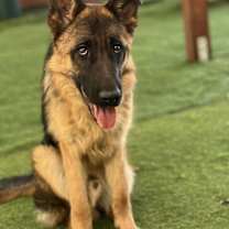 Thumbnail photo of Jasper #2