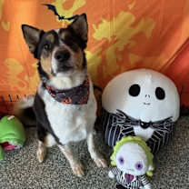 adopt-pet