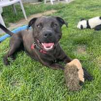 Thumbnail photo of Midnight #1