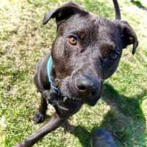 Thumbnail photo of Midnight #2