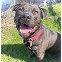 Thumbnail photo of Midnight #3