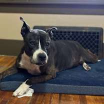 Thumbnail photo of Zz Roxy~Courtesy #1