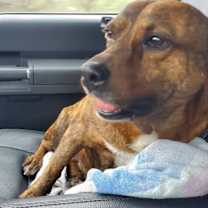 Thumbnail photo of Vanilla aka Penny PS #2