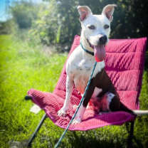 Thumbnail photo of Sadie #1