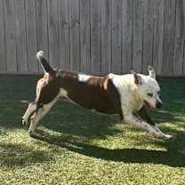 Thumbnail photo of Sadie #3