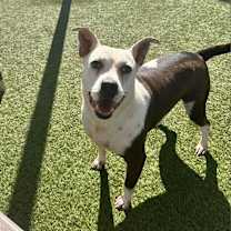 Thumbnail photo of Sadie #4