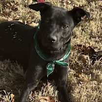 Thumbnail photo of Onyx #4