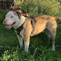 Thumbnail photo of Chevy #1