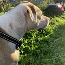 Thumbnail photo of Chevy #2