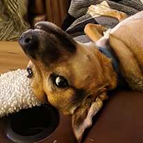 Thumbnail photo of Buster #2