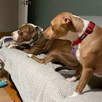 Thumbnail photo of Hazel #3