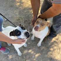 Thumbnail photo of SANDY #2